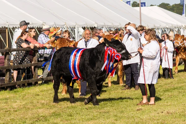 Sığır sınıfının en büyük şampiyonu 14 Eylül 2019 'da Frome Cheese gösterisinde diğer sığırlara liderlik ediyor.