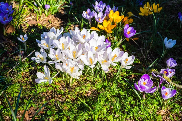 Cruces Mixtos Que Florecen Primavera Con Grupo Principal Flores Blancas —  Fotos de Stock