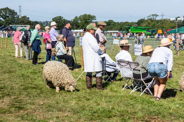 People Watch Judging Sheep Class While Greyfaced Dartmoor Handled Exhibitors Royalty Free Stock Images