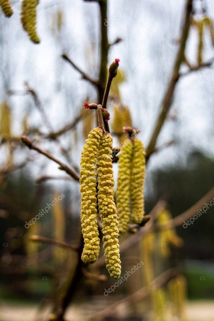Yellow Hazel tree Corylus avellana male catkins with pink female flower styles visible from buds