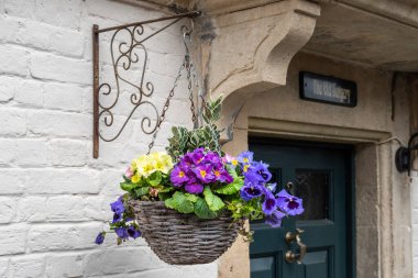 A springtime hanging basket made of woven wood containing pansys Viola  wittrockiana, primulas Primula vulgaris and green and white variegated foliage clipart