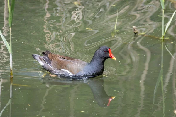 Μια Moorhen Gallinula Chloropus Κολύμπι Αντανακλάται Στο Νερό Μεταξύ Καλάμια — Φωτογραφία Αρχείου