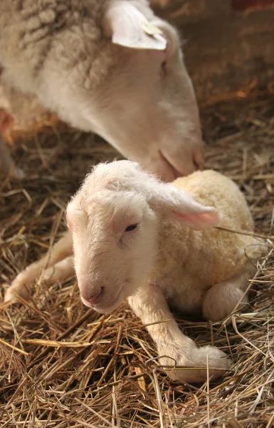 Lamm mit Mutterschaf, baranka z owca — Zdjęcie stockowe