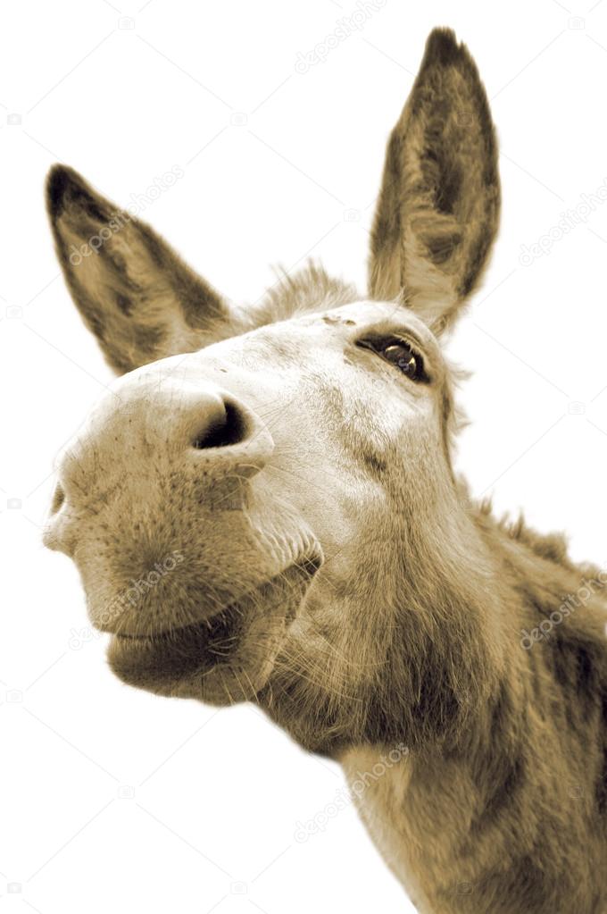 Eselkopf, Head of a donkey