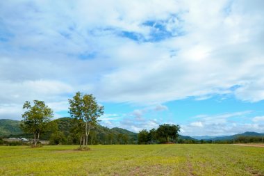 Doğal peyzaj - büyük ağaçlar ve dağ