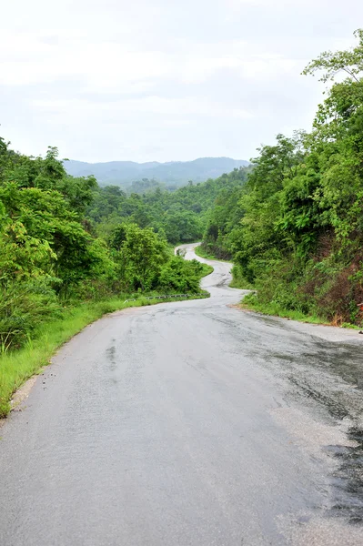 Orman yolu. manzara. — Stok fotoğraf