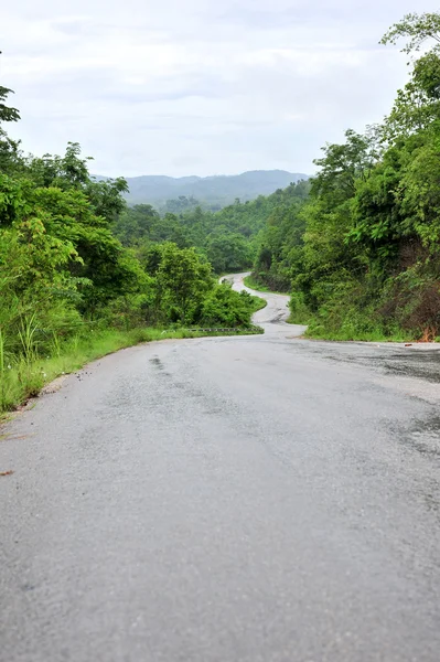 Forest road. Landscape. — Stock Photo, Image