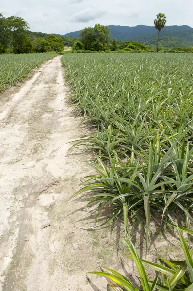 Green corn field — Stock Photo, Image