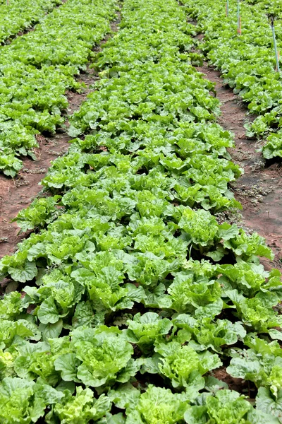 Vegetable garden — Stock Photo, Image