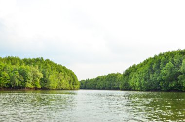 Mangrove Ormanı