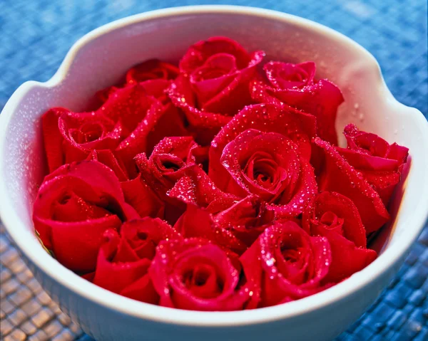 Букет червоних троянд на синьому фоні Ліцензійні Стокові Зображення