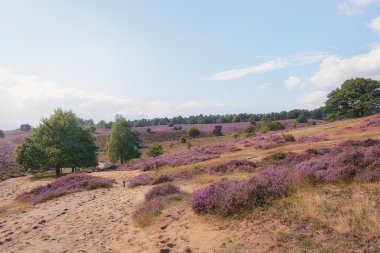 Sabah heather alanlarındaki