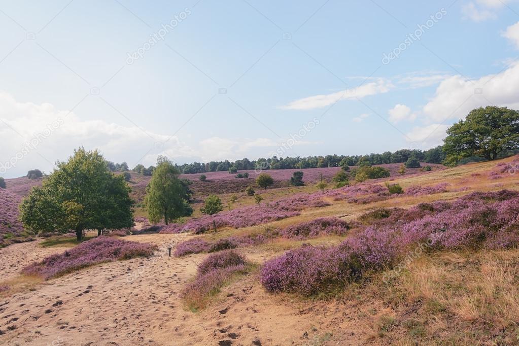 Morning at the heather fields