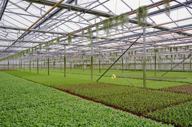 Serada büyüyen genç bitkiler