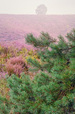 Sabah heather alanlarındaki
