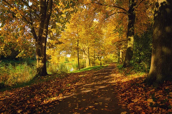 De betoverende schoonheid van herfst park. — Stockfoto