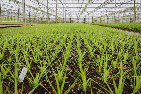 Plantas jóvenes que crecen en invernadero —  Fotos de Stock