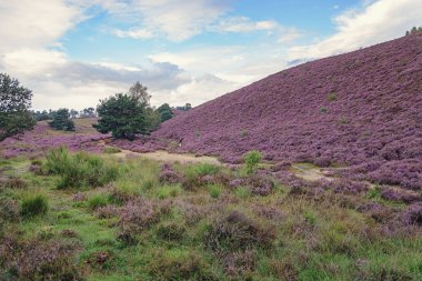 Sabah heather alanlarındaki
