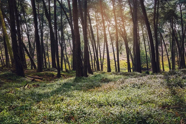 Zon in het bos. — Stockfoto