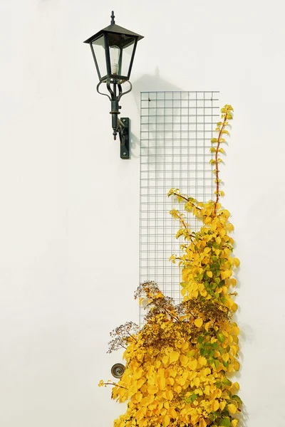 Lantern and plant on the white wall. — Stock Photo, Image