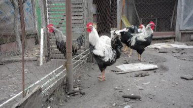  Kümes hayvanları yard: bir grup içinde belgili tanımlık kafes tavuk.