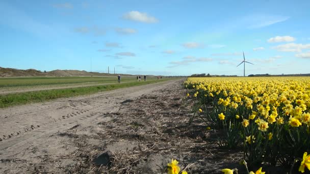 Bloembollenvelden in de Nederlandse provincie Noord-Holland. — Stockvideo