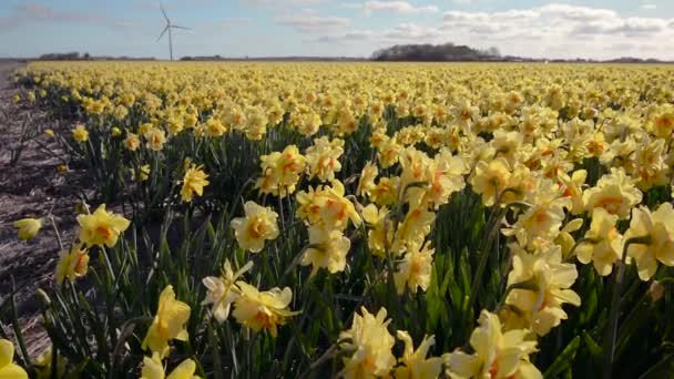 Ein Narzissenfeld und ein Bauernhof im Hintergrund. — Stockvideo