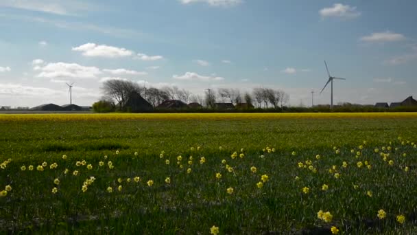 Ett fält av påskliljor och en gård i bakgrunden. — Stockvideo