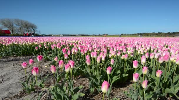 De jaarlijkse Tulip Festival in Amsterdam — Stockvideo