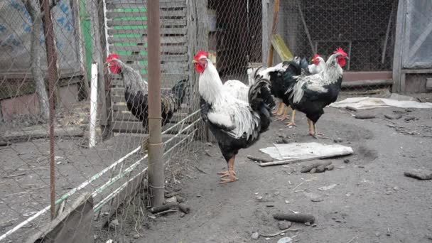 Poultry yard: a group of hens in the cage. — Stock Video