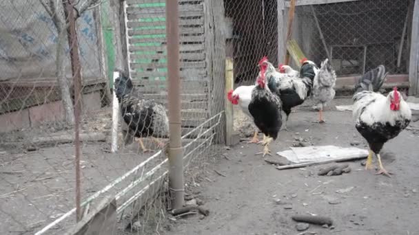 Aves de corral: grupo de gallinas en la jaula . — Vídeo de stock