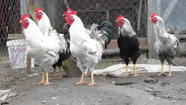 Poultry yard: a group of hens in the cage. — Stock Video