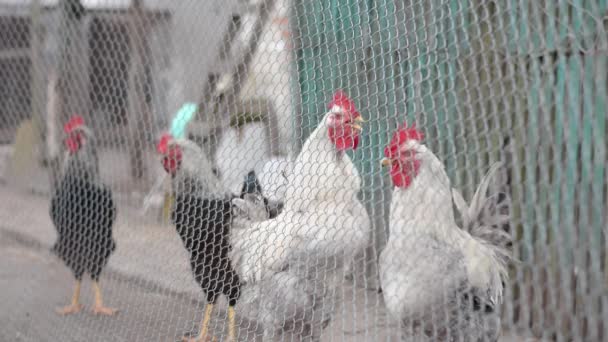 Kümes hayvanları yard: bir grup içinde belgili tanımlık kafes tavuk. — Stok video