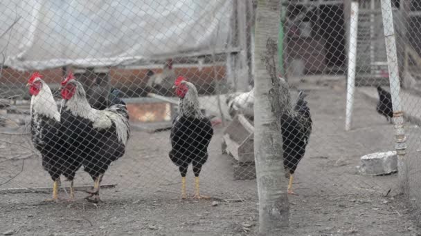 家禽的院子里 ︰ 一群关在笼子里的母鸡. — 图库视频影像