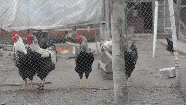 Pollaio: un gruppo di galline in gabbia . — Video Stock