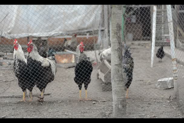 Poultry yard: a group of hens in the cage. — Stock Video