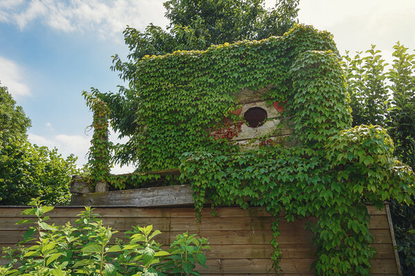 Wooden hut on the roof of a barn overgrown with ivy