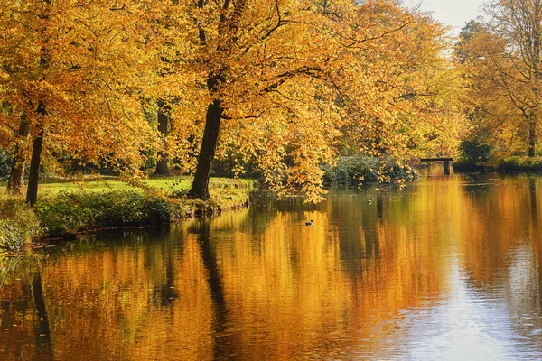 A beleza encantadora do parque de outono . — Fotografia de Stock