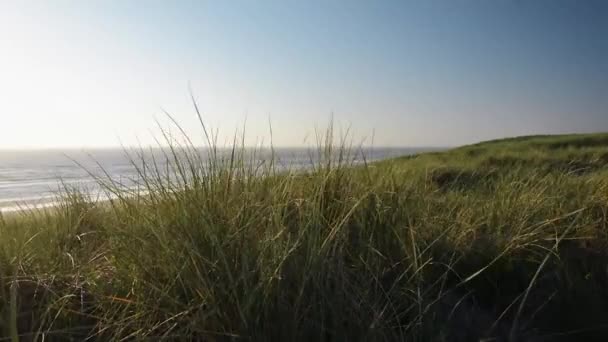 Kveld i sanddynene ved kysten av Nordsjøen – stockvideo