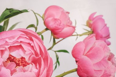 Beyaz bir arka plan karşı tüm ihtişamı içinde Şakayık