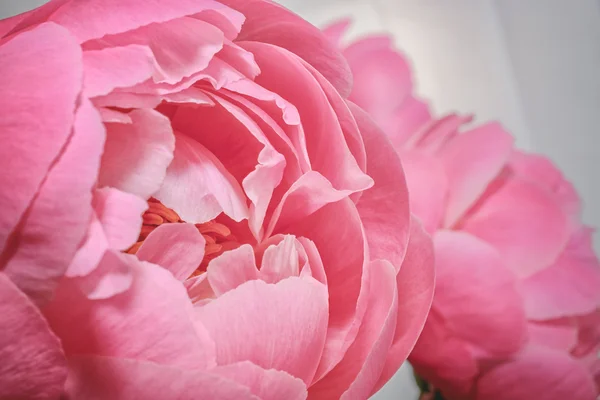 Peony in all its splendor against a white background — Stock Photo, Image