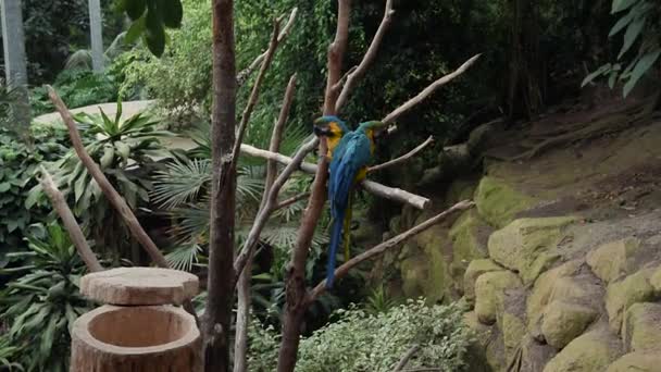 Zwei blaue Ara-Papageien in einem tropischen Park — Stockvideo