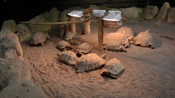 Terrarium with Central Asian tortoises in the park — Stock Video