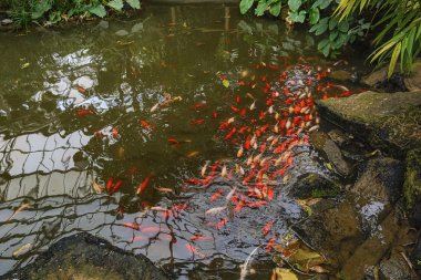 Yapay bir rezervuar renkli balık.