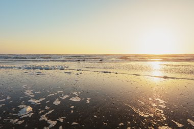 Martı kabuklu deniz ürünleri yemek için arayışı içinde.