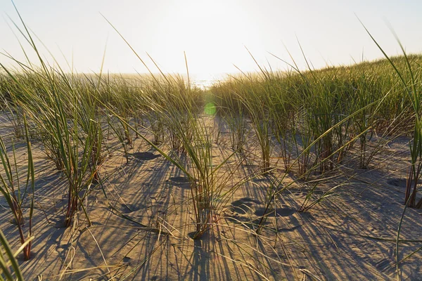 Fű, dune, este, naplemente — Stock Fotó