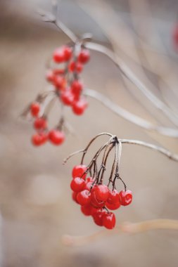 Ağaçta viburnum kümeleri