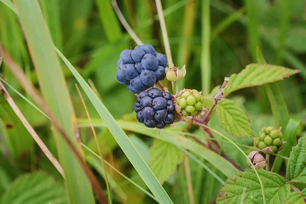 Ripe delicious blackberries in the heath field. — Stock Photo, Image