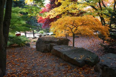 Hollanda 'da bir yere güzel sonbahar renkleriyle park et.