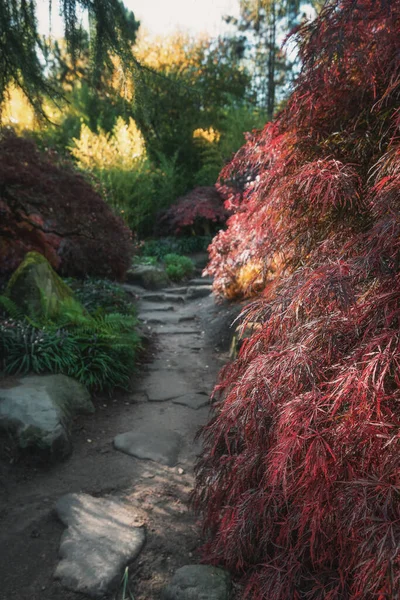 Sendero Decorativo Través Del Parque Colores Otoñales Algún Lugar Los —  Fotos de Stock